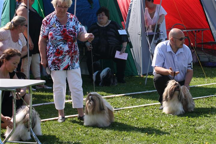 Shih Tzu Danmark